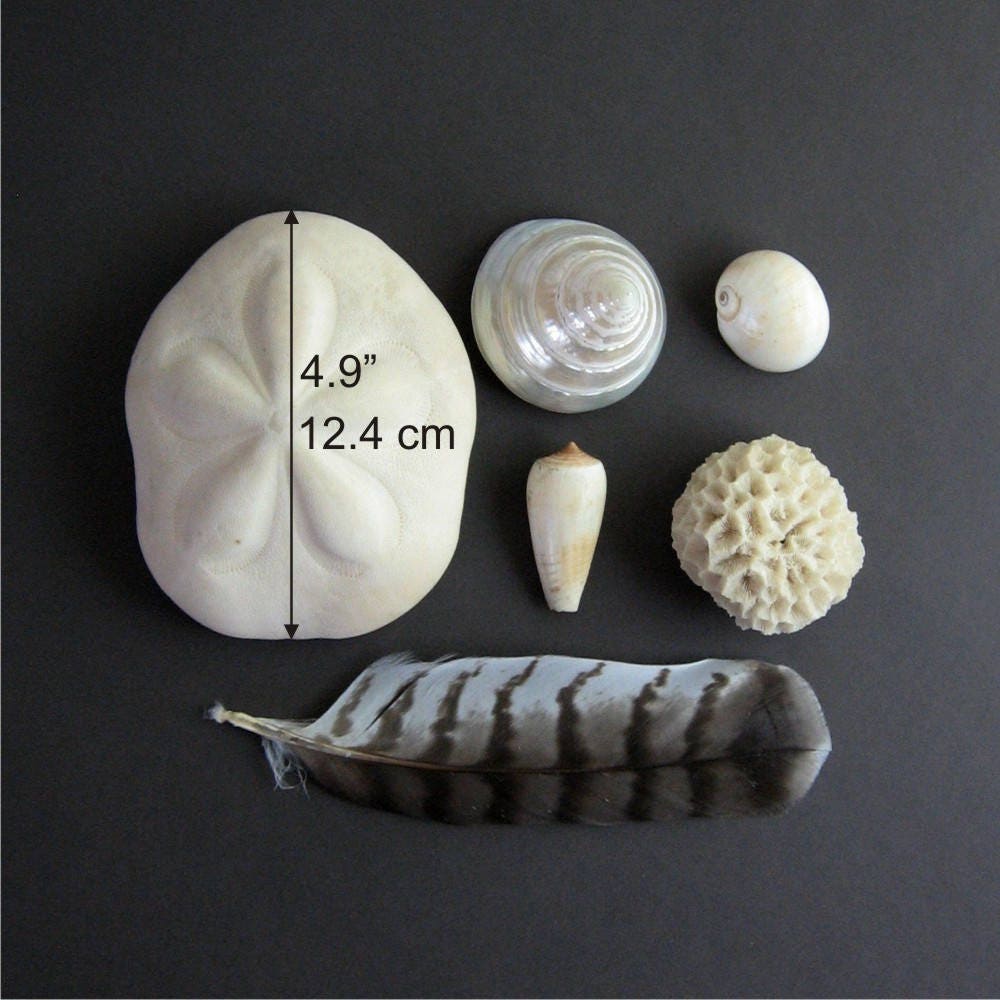 Vintage Sea Shell Collection Shell Specimens Beach House