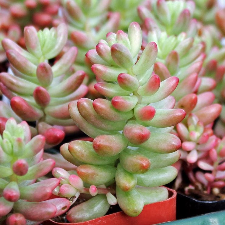 Sedum Rubrotinctum Succulent Jelly Bean Plant Pork And Beans 4730