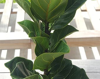 Fiddle Leaf Fig Tree Ficus Lyrata Pandurata Growing in a 6" Pot, Indoor/Outdoor Plant, Patio, Garden