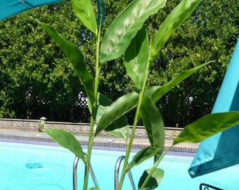 Galangal Live Plant- Greater (Alpinia galanga); Kha