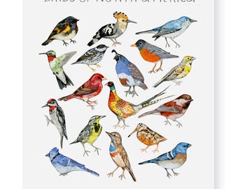 Birds of North America Fine Art Giclee Print