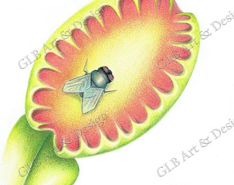 Venus fly trap | Etsy