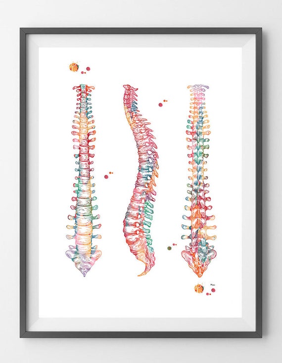 Human Spine Watercolor Print Spinal Cord Anatomy Medical Art