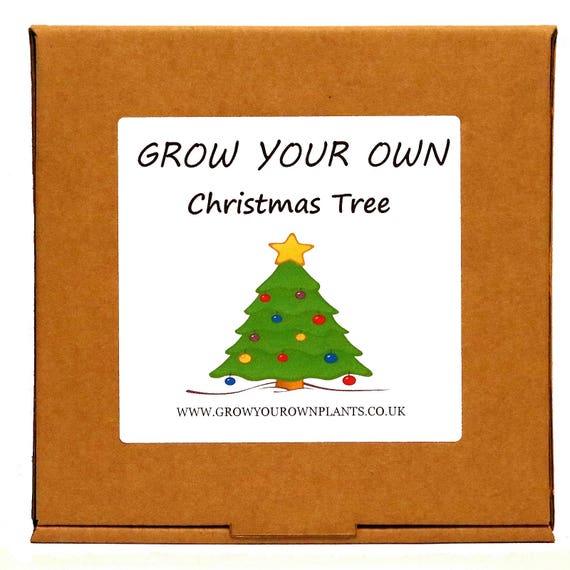 grow your own norway spruce christmas tree plant kit unusual grow your own norway spruce christmas tree plant kit unusual