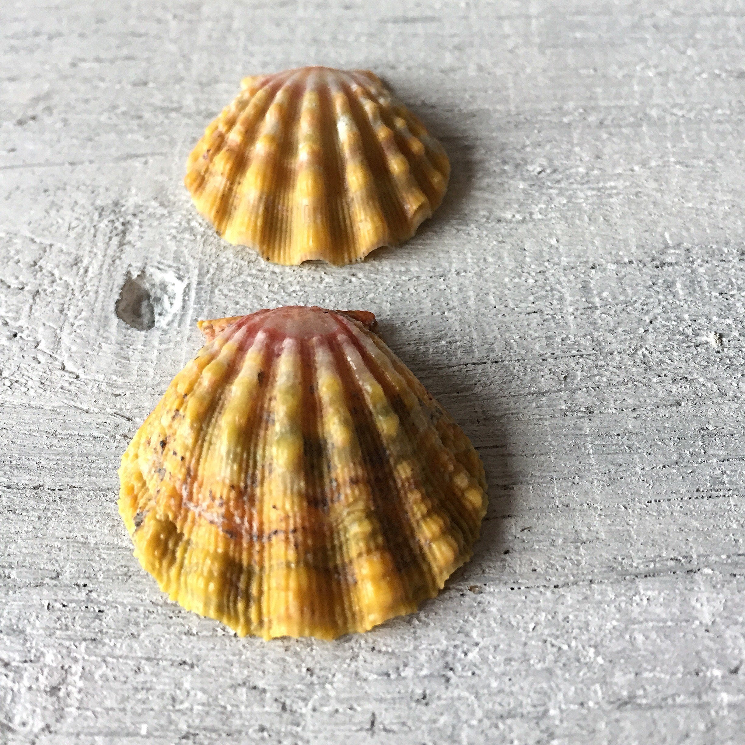 Hawaiian Sunrise Shells Lot of 2, Kauai Sunrise Shells, 099 from