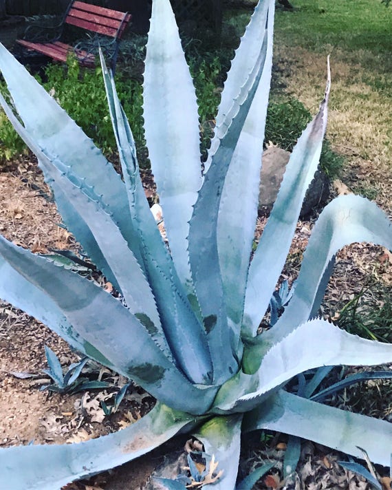 Blue Americana Agave Giant Agave House Plant Succulents