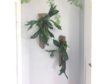 Driftwood Mounted Staghorn Fern