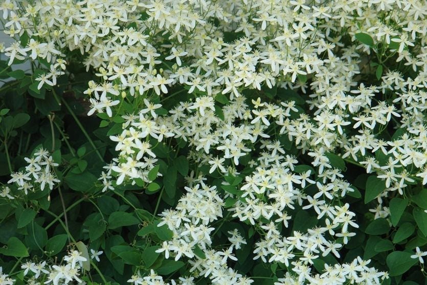 clematis SWEET AUTUMN VINE white perennial flower 35