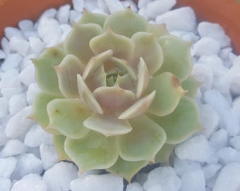 Succulent - Light Green and Pink
