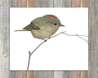 Ruby-crowned Kinglet Bird Print