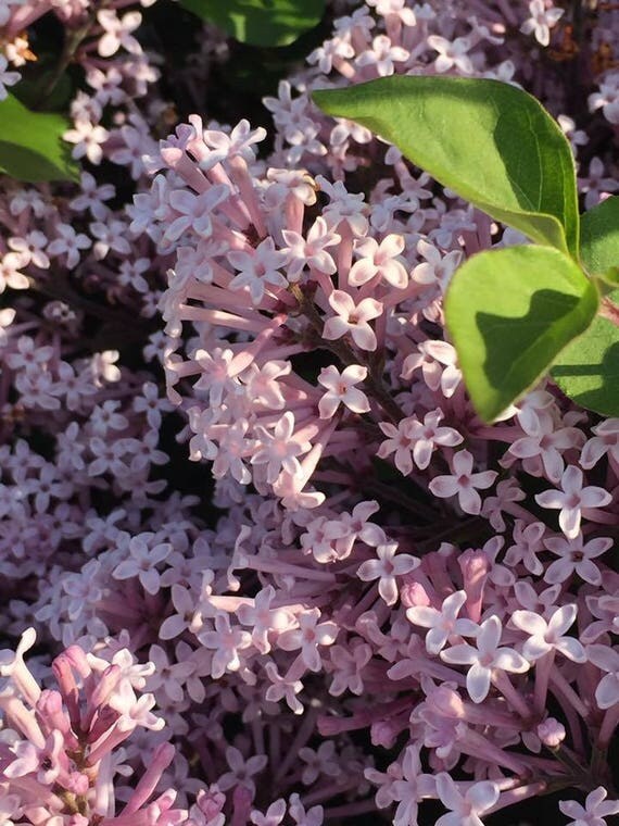 Close Up Lilacs