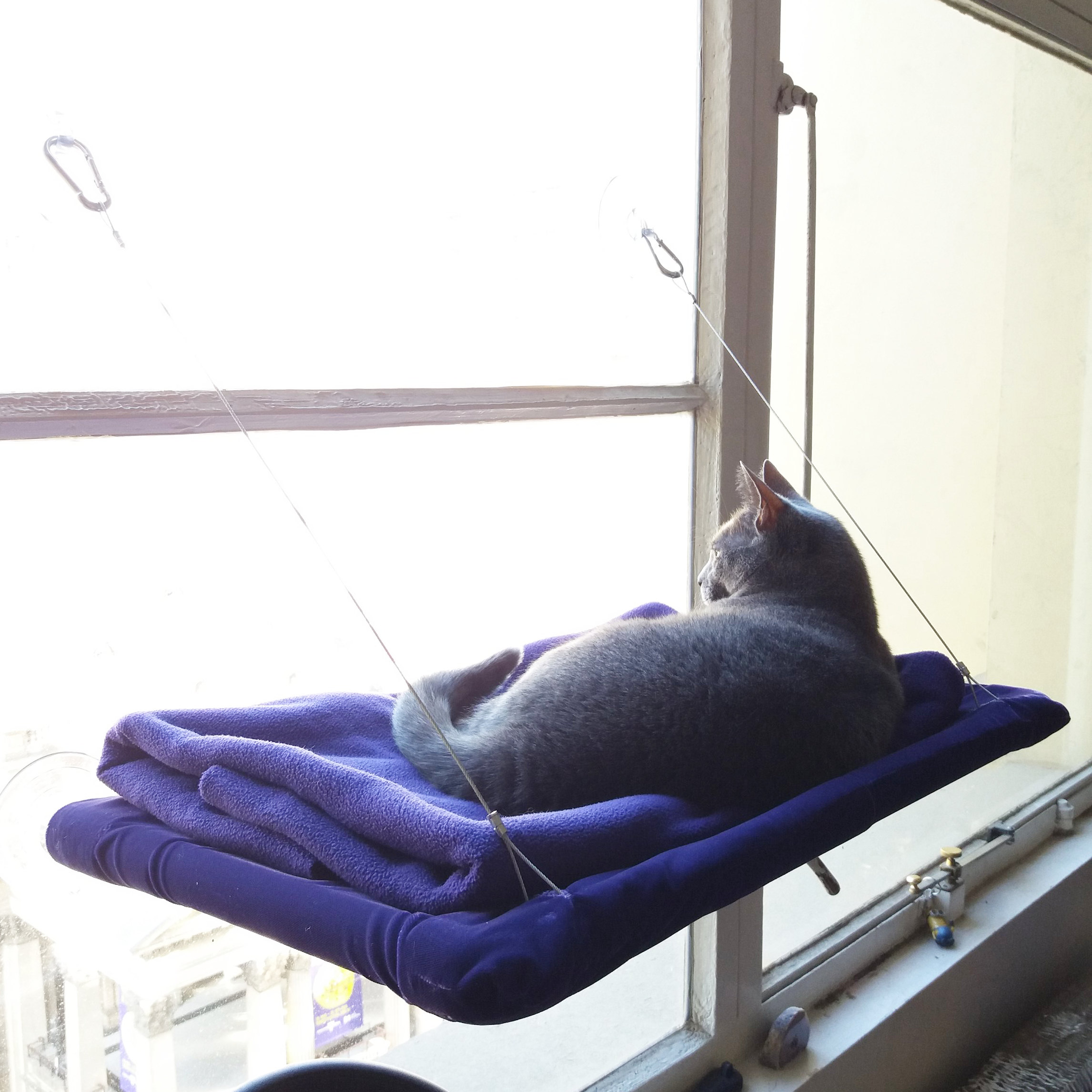 Cat window perch, Cat window, Curious cat