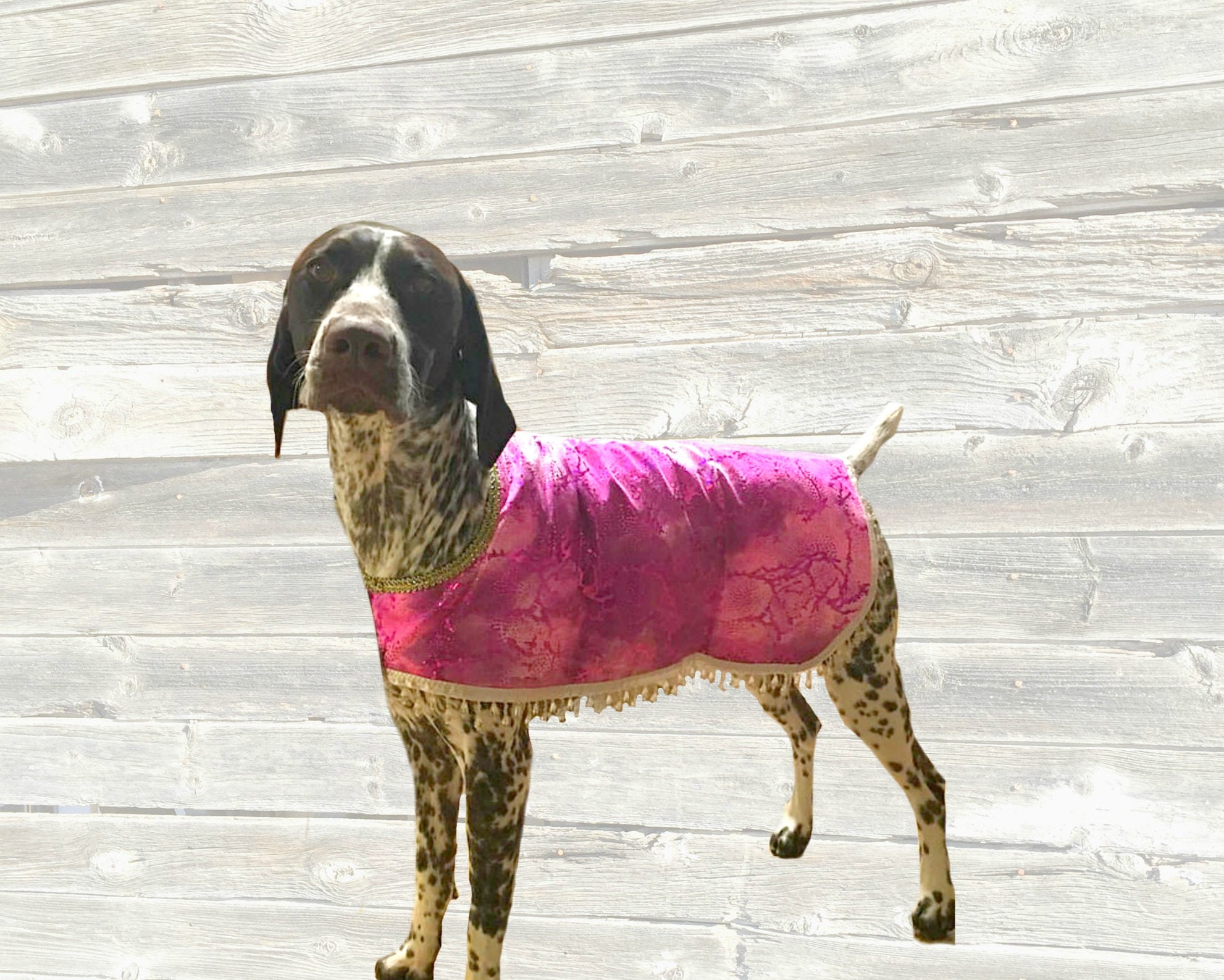 Luxury Dog Cool Coat with beaded border custom made just for