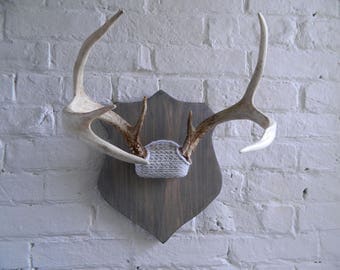 Vintage Mounted Deer Antlers - Repurposed