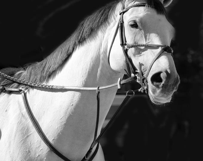 White Horse 2. Large Horse, Unique Horse Wall Decor, White Black Horse Photography, Large Contemporary Canvas Print up to 48" by Irena Orlov