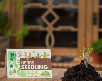 Seedling "Kräuter" - seed sticks in a matchbook-like packaging. The herb garden for your pocket