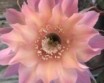 Gus' Peach Echinopsis-Blooming Size!!!