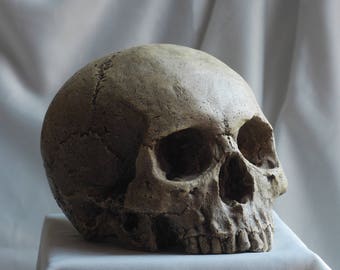 HUMAN SKULL REPLICA (natural) full size realistic replica made from plaster of Paris and painted for an aged, weathered effect