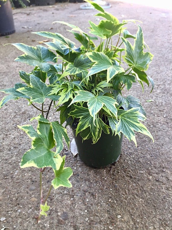 English Ivy Plant Houseplant Indoor outdoor Plants Hardy