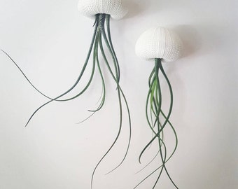 Two "Butzii" Jellyfish Air Plants, Hanging Air Plants in Sea Urchin Shell