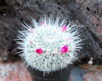 Mammillaria hahniana 'Old Lady Cactus' 2.5" Pot