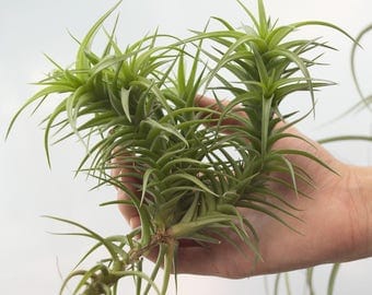 LARGE Air Plant Clump Aeranthos Bergeri, Hanging Air Plant, Indoor Plants Houseplant, Wholesale Tillandsia, Hanging Plant, Tropical Plants