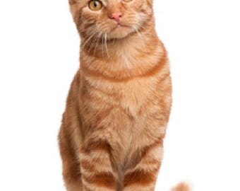 CAT:Tabby, Red or Orange Sitting on Twelve Identical 6 inch Identical Fabric Squares for Quilting and Sewing. One Quilt Set.
