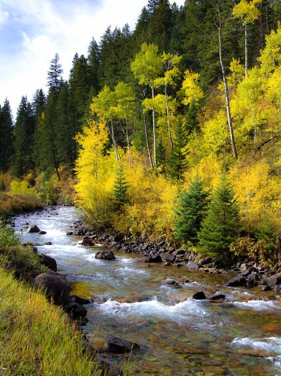 Aspen trees fall creek stream photo Colorado art aspens
