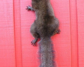 taxidermy stuffed squirrel