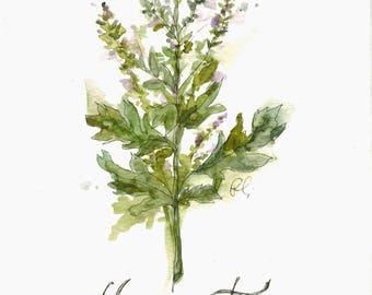 Mugwort (original watercolor)