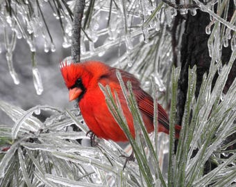 Red cardinal | Etsy