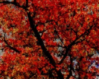 Alabama Landscape Photography Autumn Fall Foliage