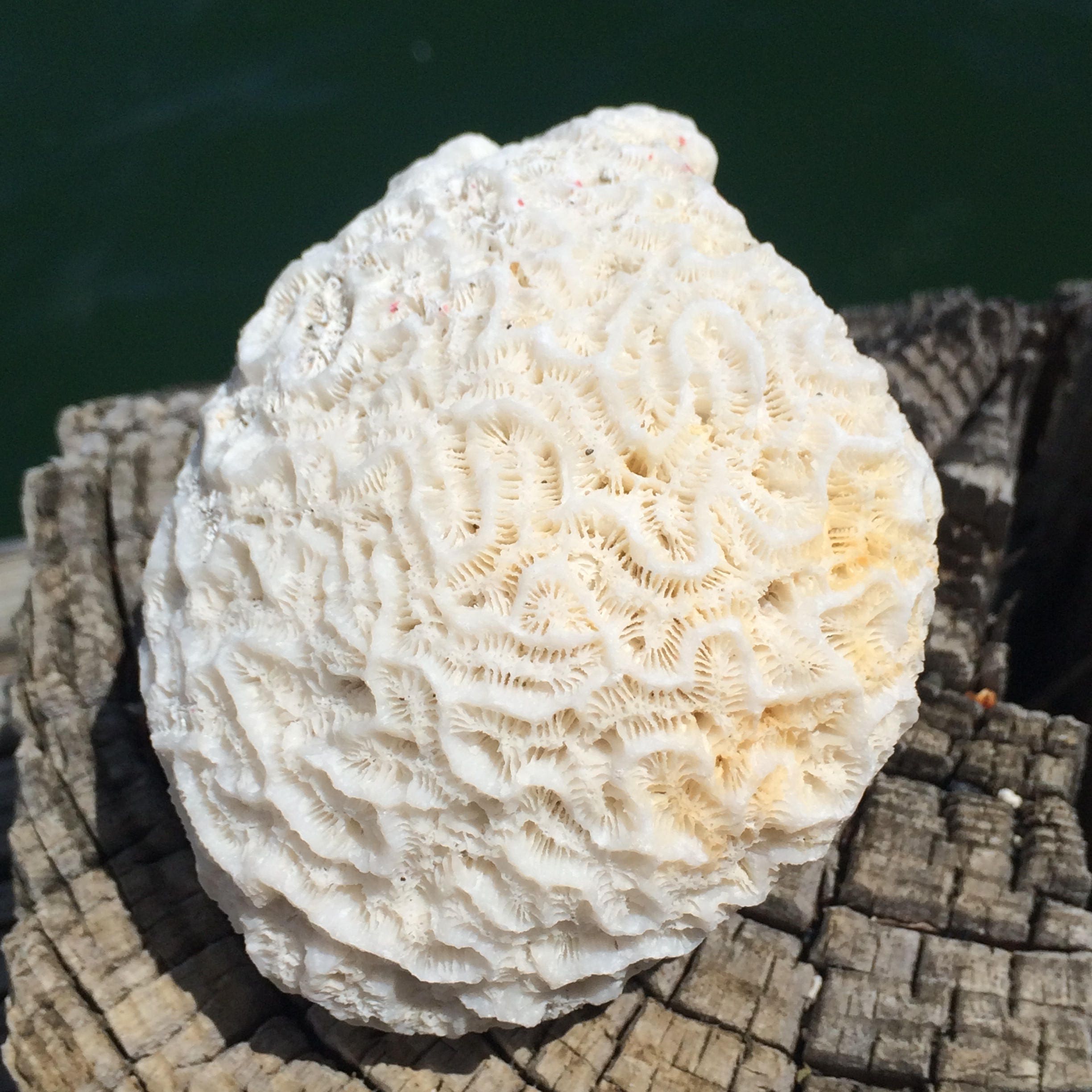 Beach Decor, Centerpiece, Fossil Coral, Natural Brain Coral Fossils ...