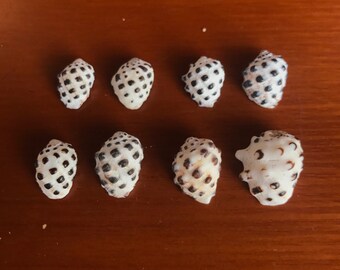 Lot of 8 Hawaiian drupes, drupe shell, hawaiian shells, hawaii, beach, jewelry, craft supply