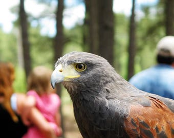 Psychic reading, 24 hr meet your animal totem/power animal