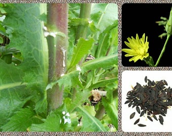 Wild/Opium Lettuce 10/25/50/100 Seeds ~Lactuca virosa~ Wild Lettuce Seeds