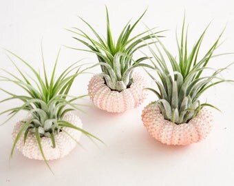Air Plant Jellyfish, Sea Urchin Air Planter, Cute Desk Accessories, Housewarming Gift, Beach Nautical Decor, Air Plant Holder, Coworker Gift