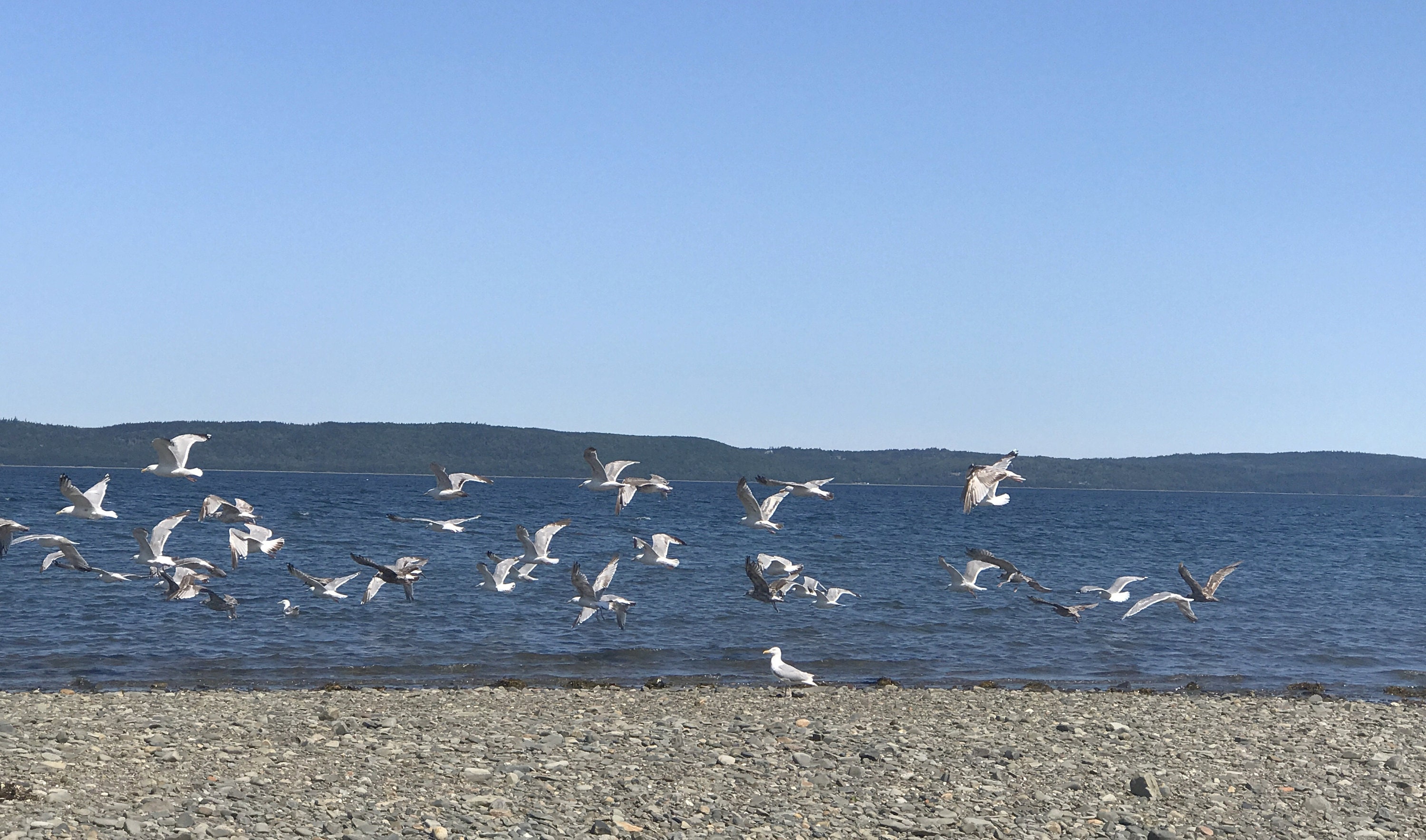 sea gulls in digby nova scotia