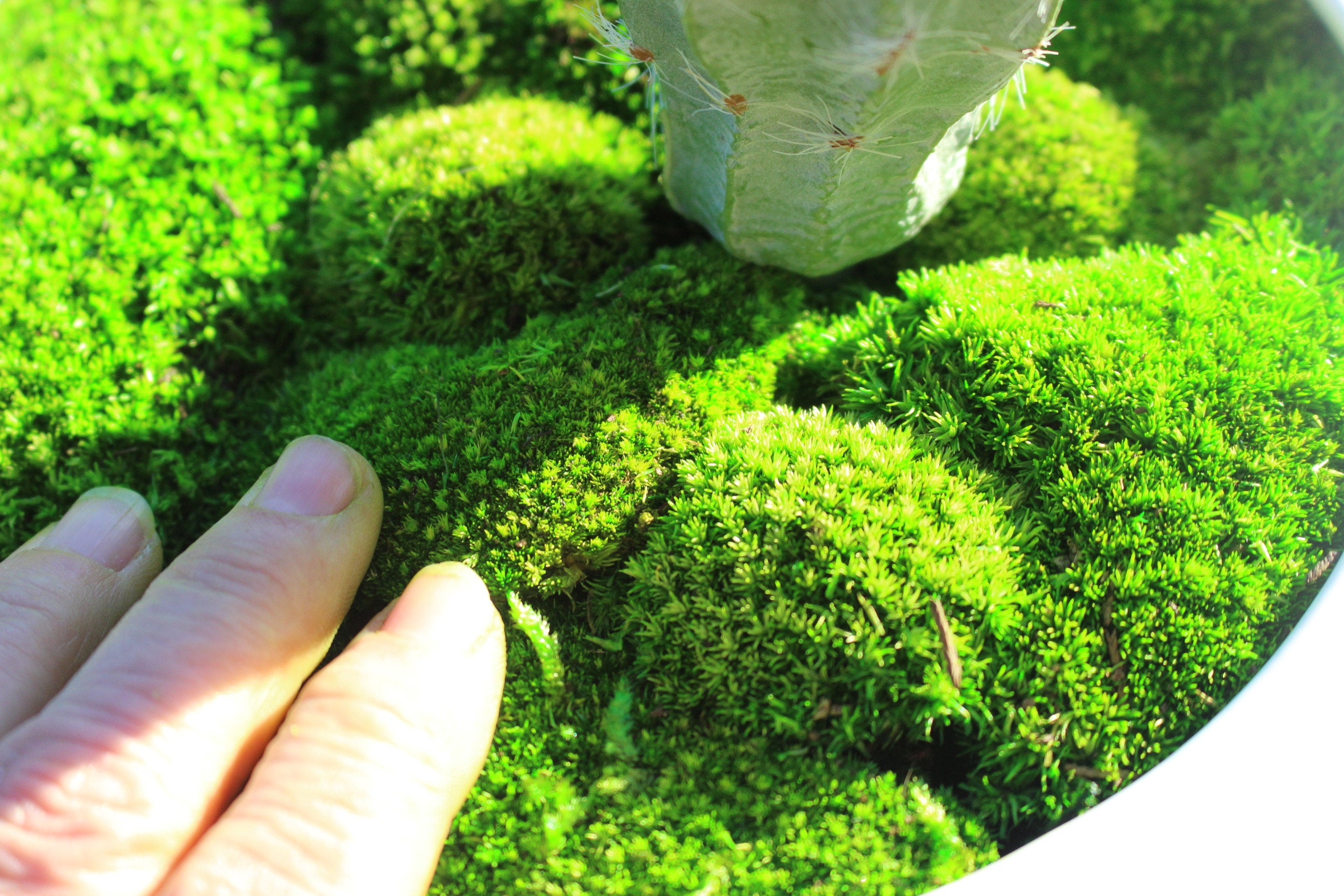 Preserved MossNEW softer Pillow MossCushion MossNO water neededNow