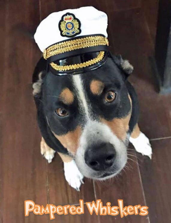 Items similar to Commanding Officer Captain hat for dogs and cats on Etsy