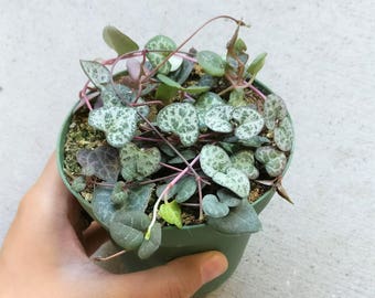 Succulent Planter String Of Heart Plant (Not VARIEGATED) RARE Beautiful Ceropegia Woodii Arrangement Terrarium Exotic Succulent Plants
