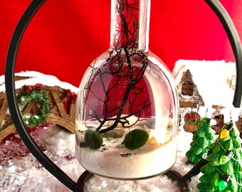 Marimos in Time, Marimo Moss Ball Terrarium