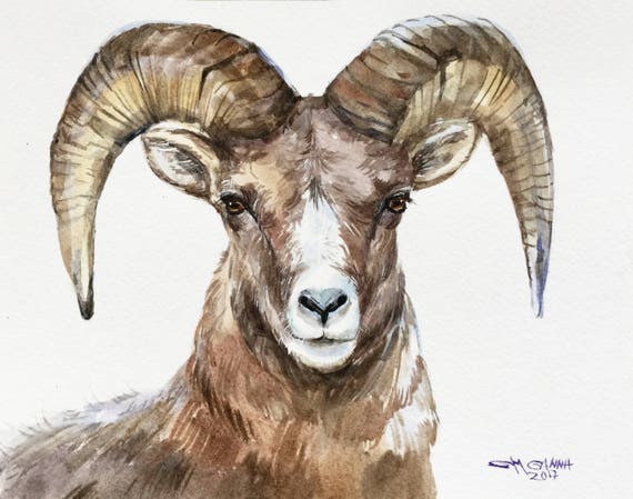 Bighorn Sheep Portrait Ram Wildlife Animal ORIGINAL
