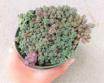 Fuzzy Wuzzy Sedum Dasyphyllum Cute Little Succulent Hairy Chubby Silver Stonecrop Rare Succulent Miniature Garden Terratrium Exotic