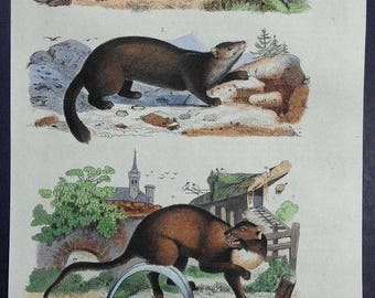 Polecat | Etsy