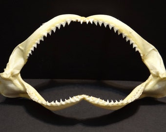 SALE 12 Inch Shark Jaw