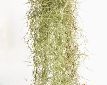 Spanish Moss SALE Live Air Plant Tillandsia Usneoides, Succulent Wedding, Rustic Wedding Deocr, Hanging Air Plant, Wholesale Air Plants