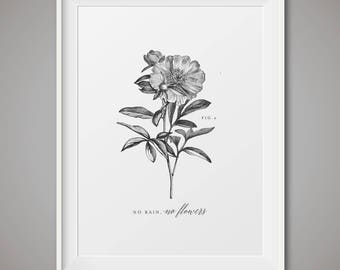 Vintage botanical art print - fig 4