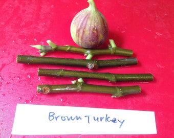 4 Fresh Healthy Brown Turkey Fig Cutting 5 To 6 Inches - u14