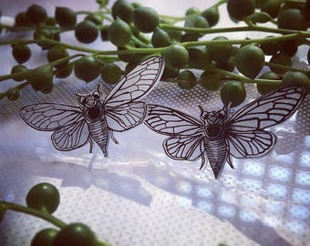 Cicada studs